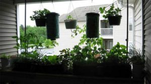 Apartment Patio Vegetable Garden - A How To Guide ...
