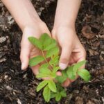 Redwood and the Arbor Day Foundation