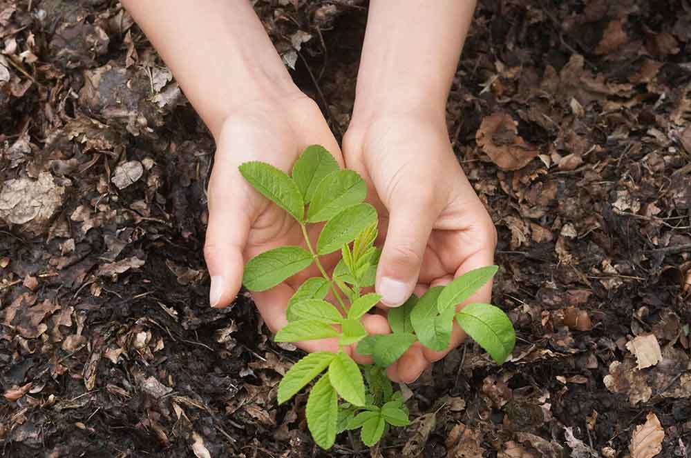 arbor day foundation redwood living partnership tree planting