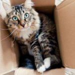 How to Move Your Pet From a House to an Apartment Home