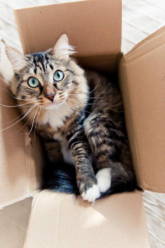 How to Move Your Pet From a House to an Apartment Home