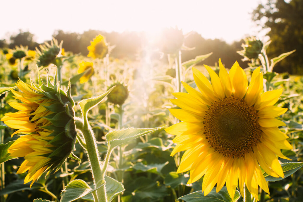 Celebrate National Simplify Your Life Week | Sunflowers