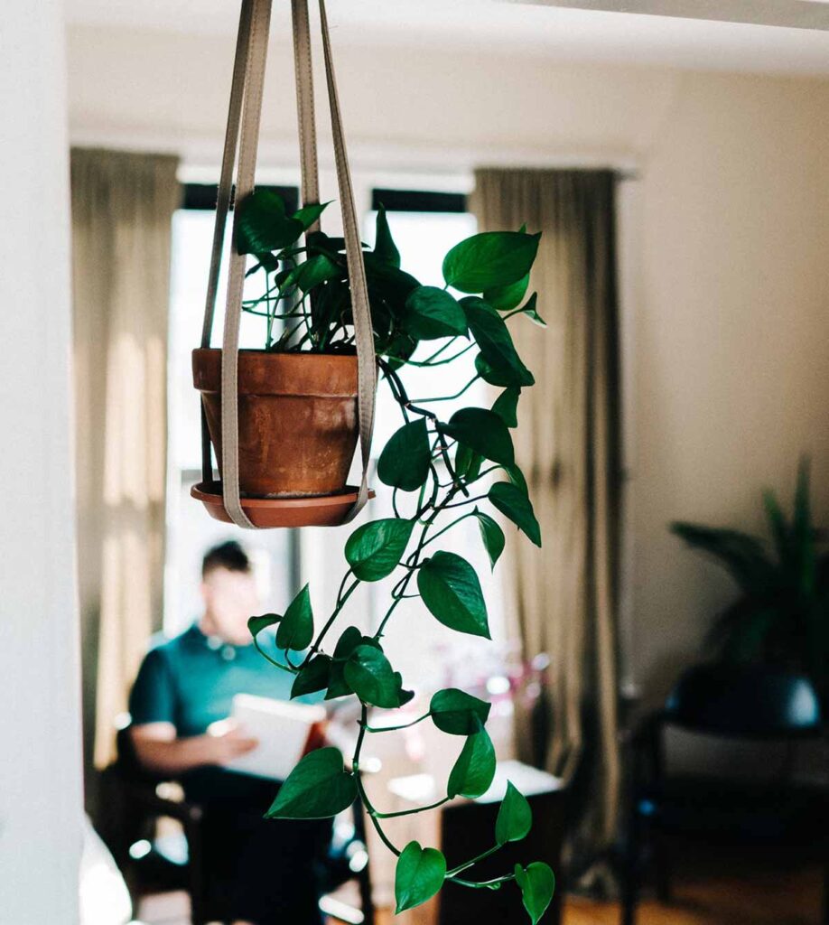 hanging houseplant