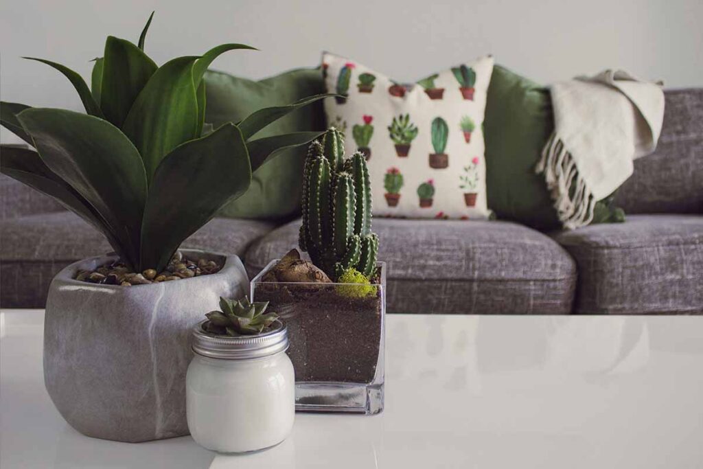 houseplants on your coffee table