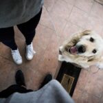 How to find the best pet-friendly apartment near Greenville SC