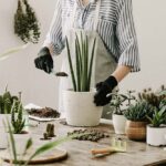 Best apartment plants for low light