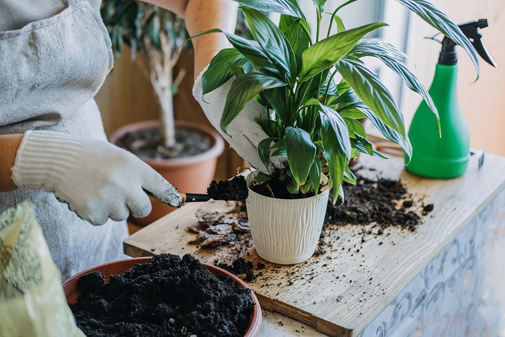 How to best take care of your indoor plants