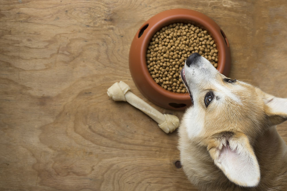 Ask one of your close neighbor friends to dog sit while you're away