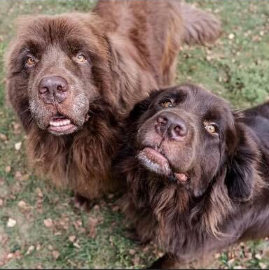 Kodiak and Angie large dog pet-friendly apartment rentals Redwood Apartments