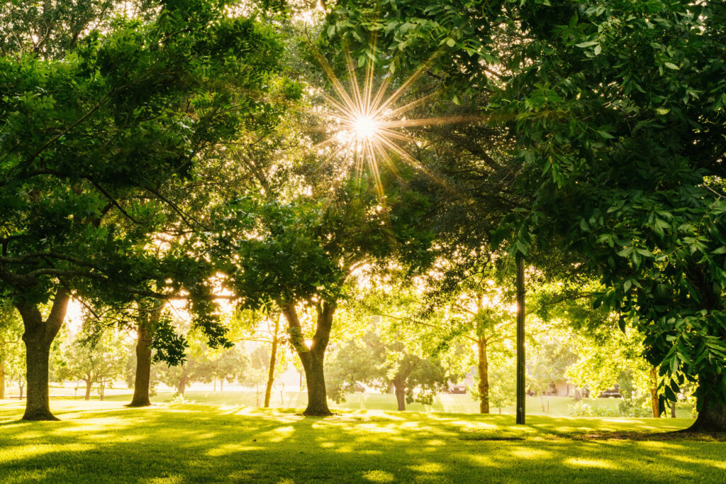 Parks near redwood neighborhoods