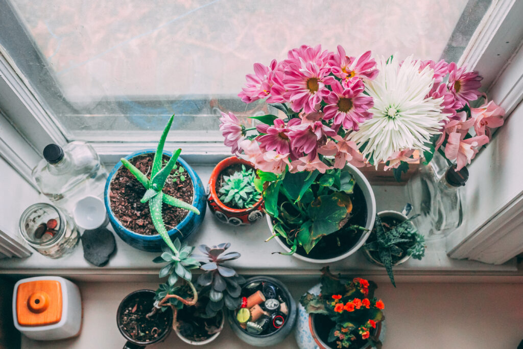 Apartment Houseplants