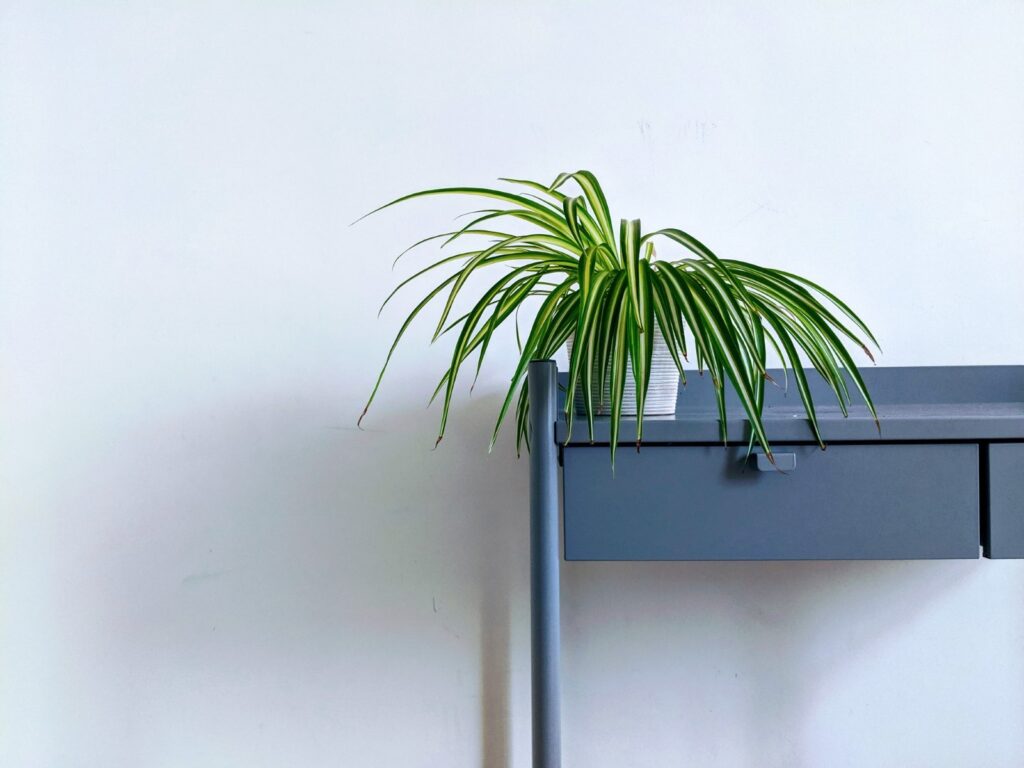 spider plant