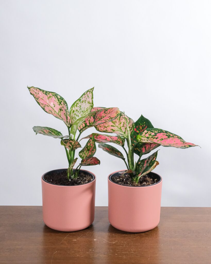 Potted plants on a table