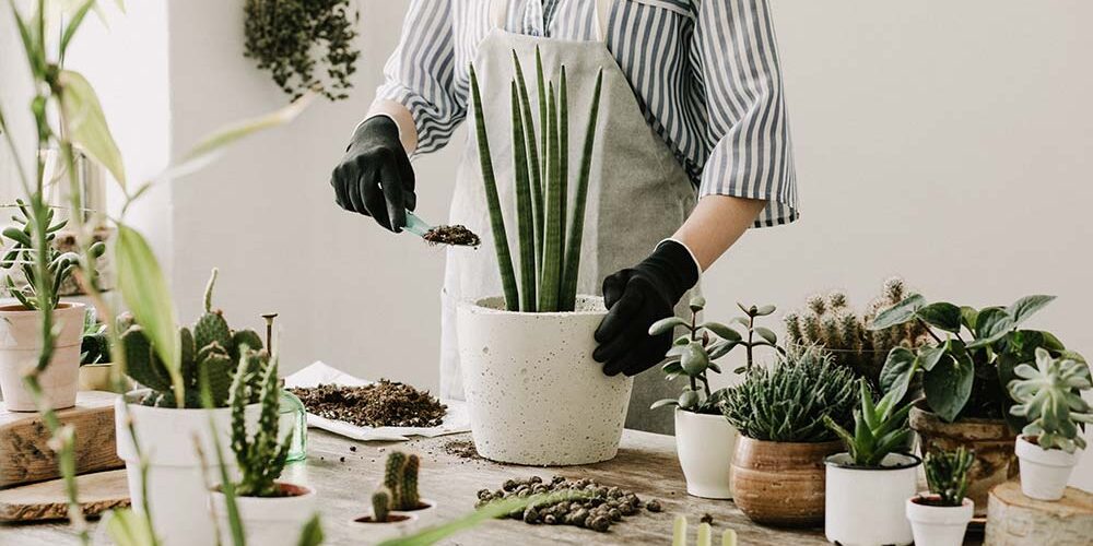 Best indoor plants for your apartment home