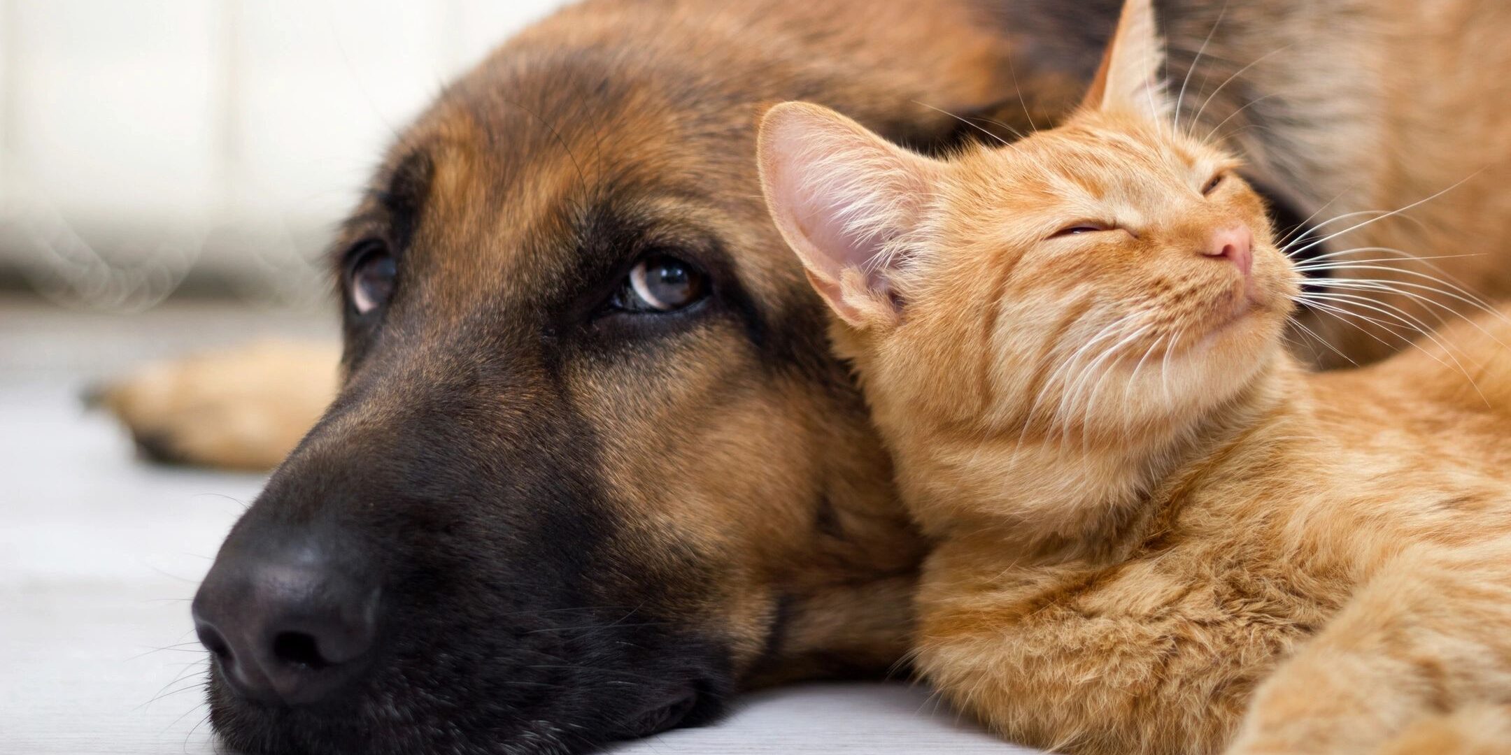 are retirement communities pet friendly?